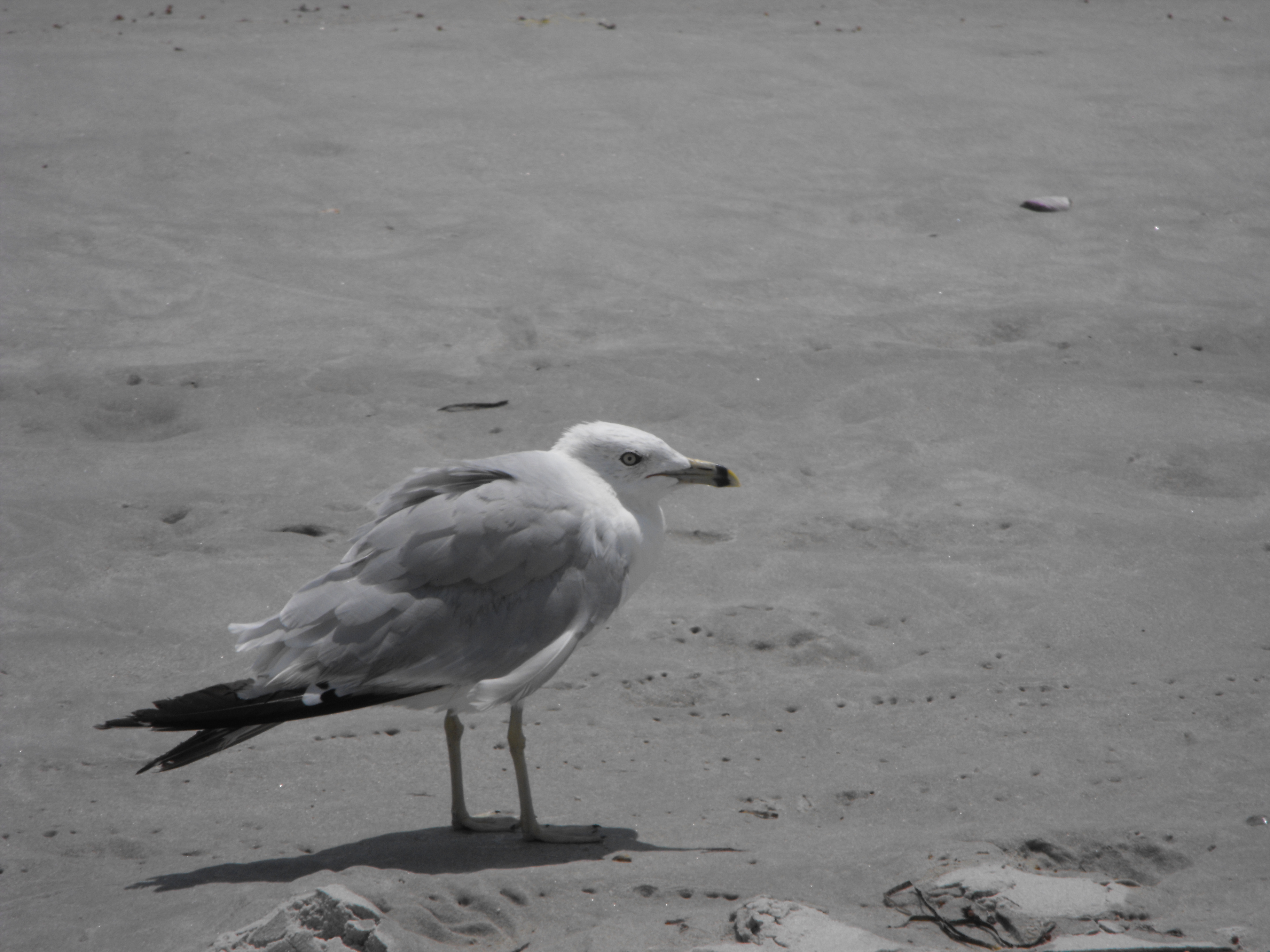 ./2011/Bear Island/Bear Island 0010.JPG